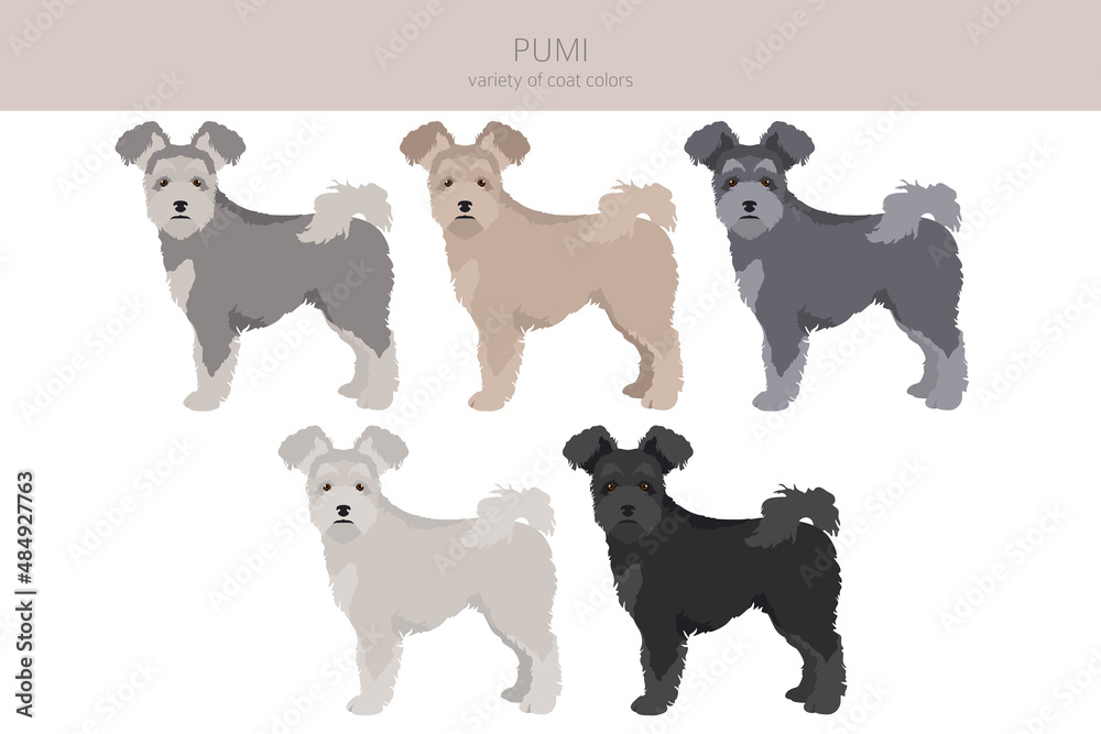 Pumi clipart. Different poses, coat colors set