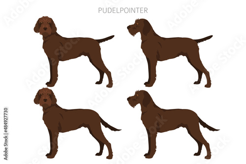 Pudelpointer clipart. Different poses  coat colors set