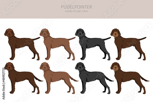 Pudelpointer clipart. Different poses, coat colors set