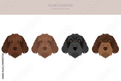 Pudelpointer clipart. Different poses, coat colors set photo