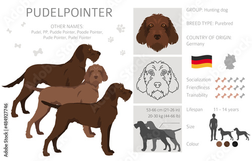 Pudelpointer clipart. Different poses, coat colors set