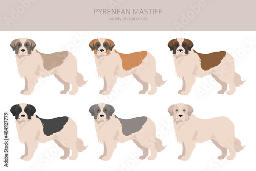 Pyrenean mastiff clipart. Different poses, coat colors set