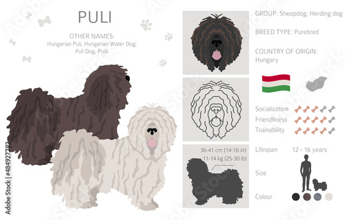 Puli clipart. Different poses, coat colors set