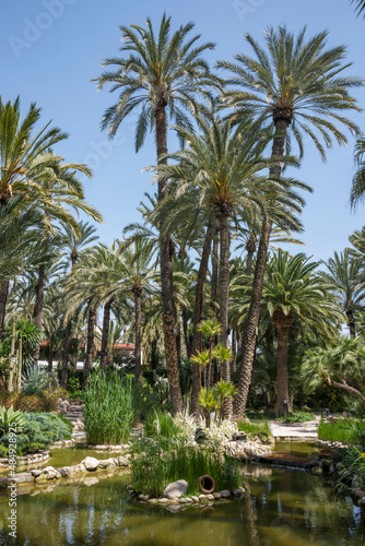 Palmeral en el Jardín del Huerto del Cura en la ciudad de Elche, provincia de Alicante, España