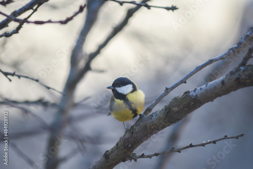 Great tit in a tree