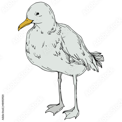 Vector Sky bird seagull in a wildlife isolated. Black and white engraved ink art. Isolated seagull illustration element.