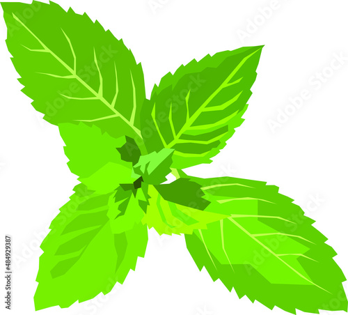 mint leaves isolated  vector illustration