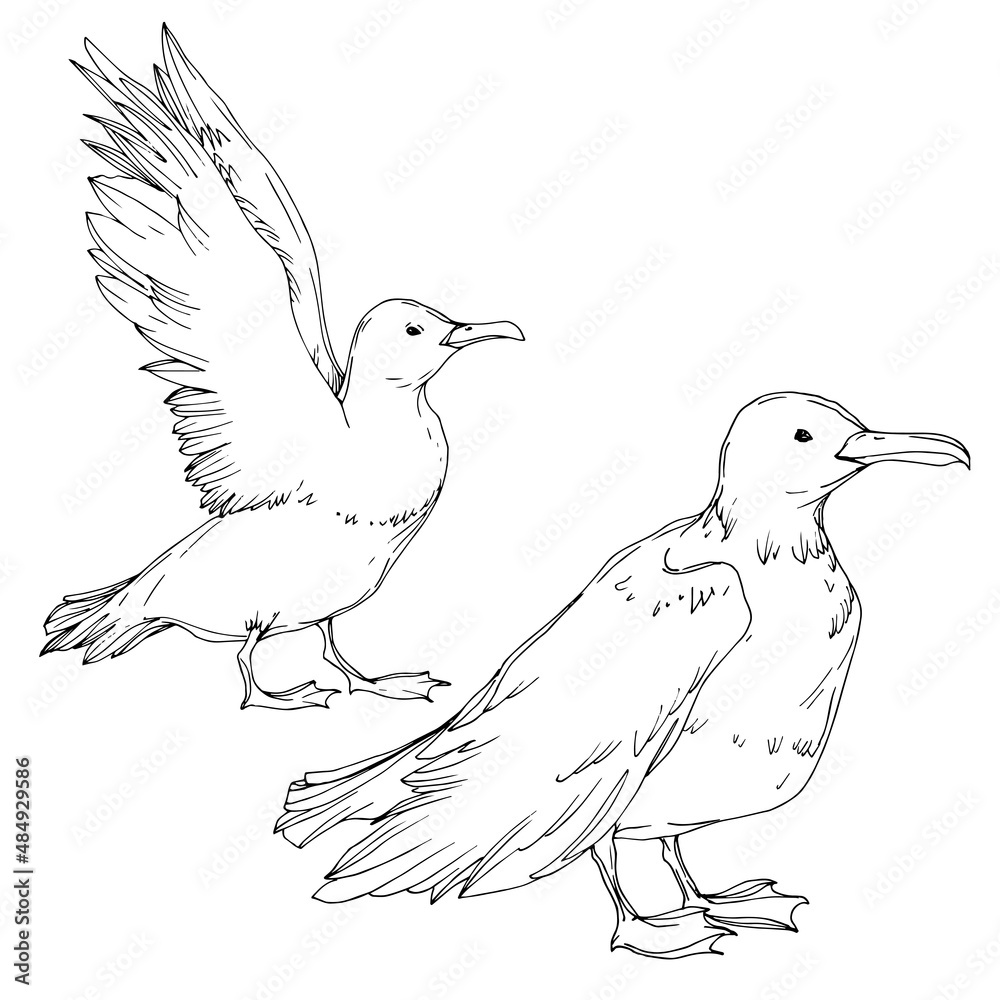 Vector Sky bird seagull isolated. Black and white engraved ink art. Isolated seagull illustration element. Vector Sky bird seagull isolated. Black and white engraved ink art. Isolated seagull illustration element.