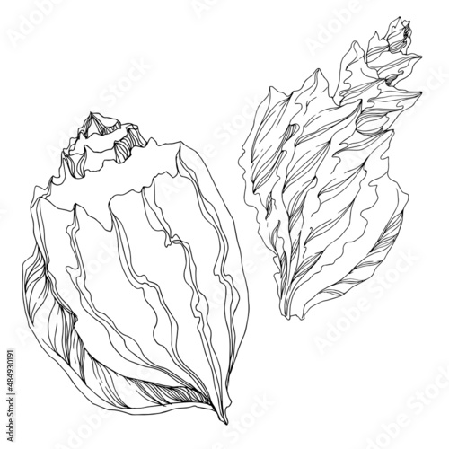 Vector Summer beach seashell tropical elements. Black and white engraved ink art. Isolated shell illustration element.