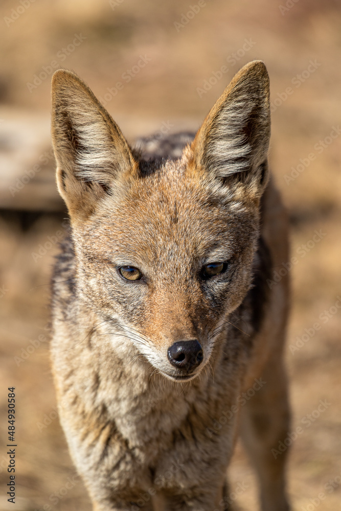 Black-backed Jackal, South Africa