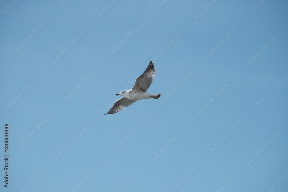 Fototapeta premium Seagull