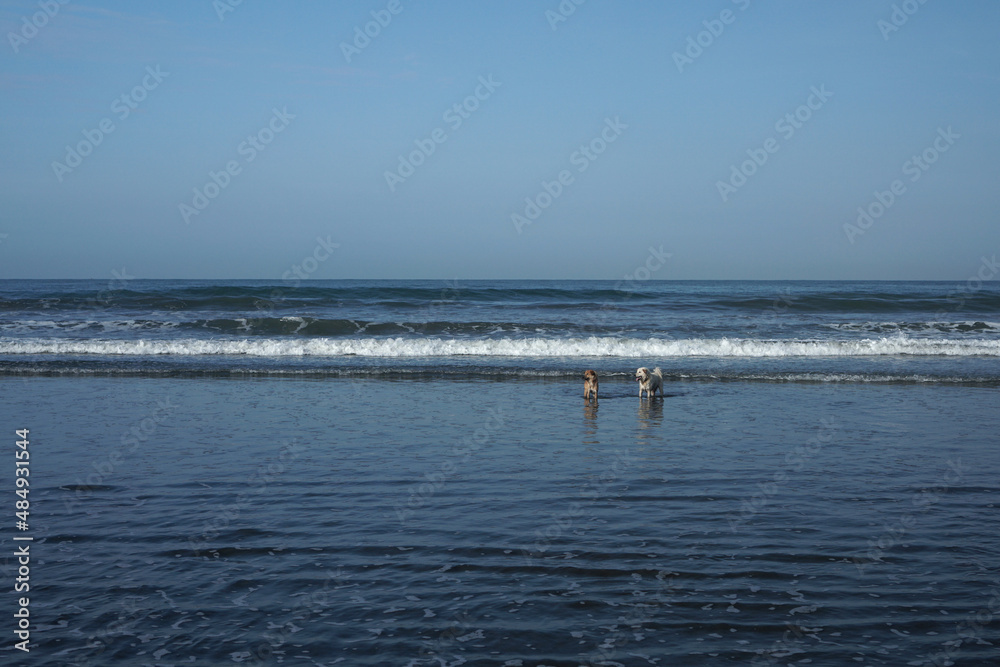 Sand, beach, waves and couple of dog in the morning can be used as a background. Kuta Beach, Bali.                                                       