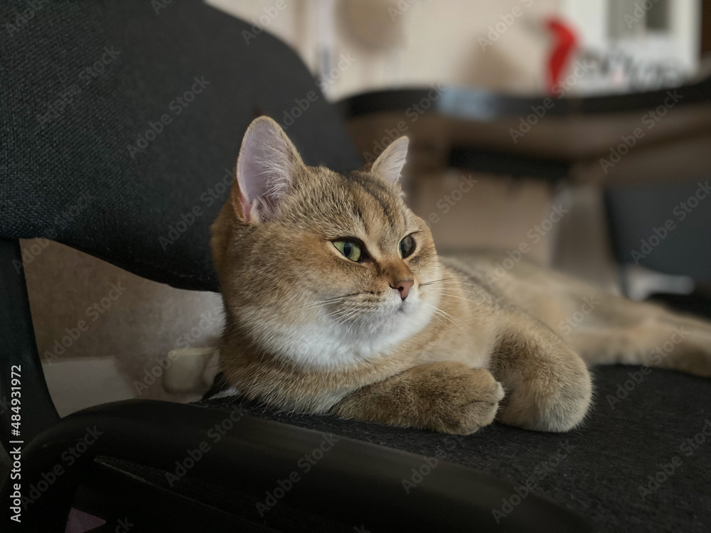 The British shorthair golden chinchilla NY25 is resting on a chair	
