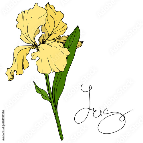 Vector Yellow Iris floral botanical flower. Engraved ink art. Isolated iris illustration element.