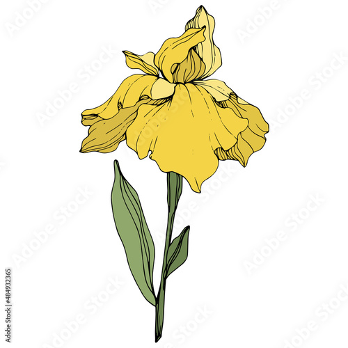 Vector Yellow iris flower. Wild spring leaf wildflower. Engraved ink art. Isolated iris illustration element.