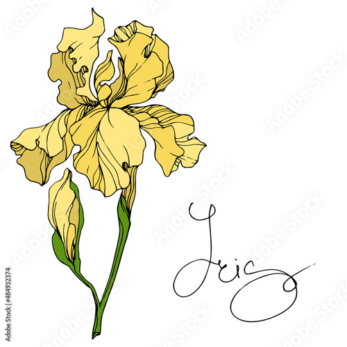 Vector Yellow Iris floral botanical flower. Engraved ink art. Isolated iris illustration element.