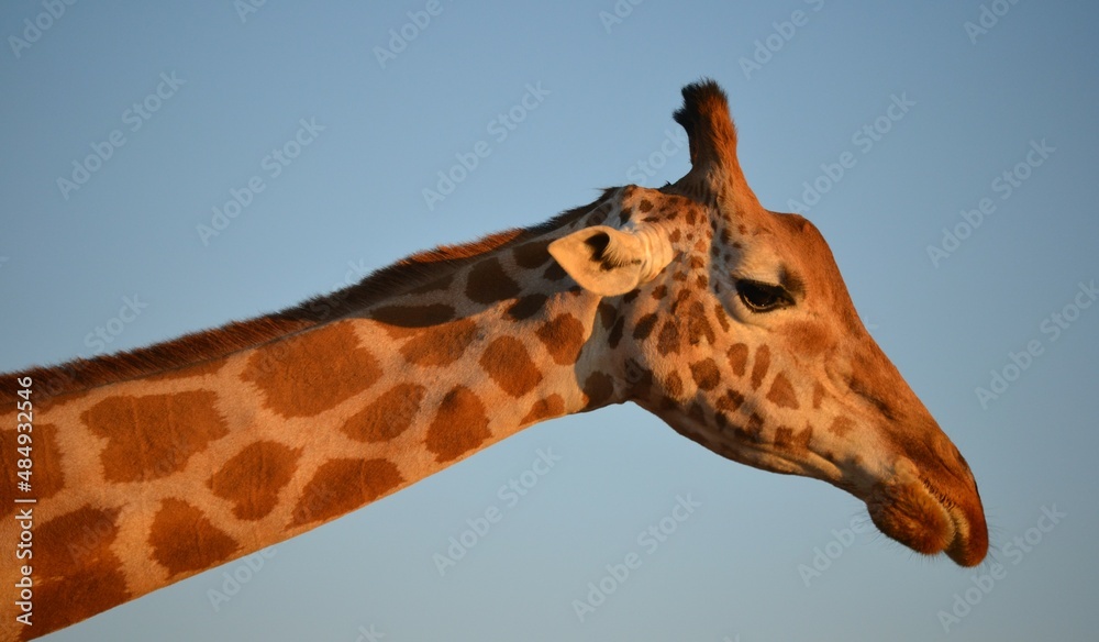 Giraffe in the zoo Giraffe in the zoo