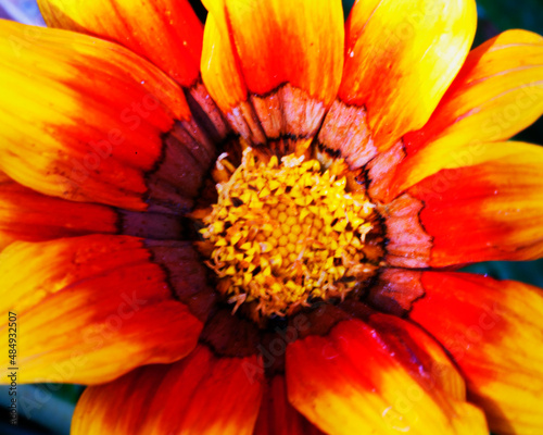 Macro image of colorful flowers forming abstract backgrounds and designs showing patterns and lines in nature Lake Atitlan  Guatemala.