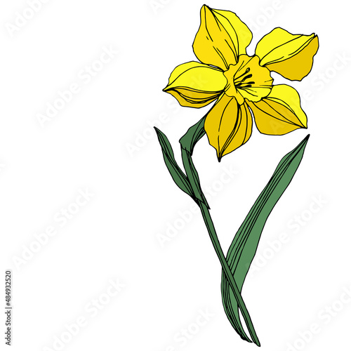 Vector Yellow Narcissus floral botanical flower. Engraved ink art. Isolated narcissus illustration element.