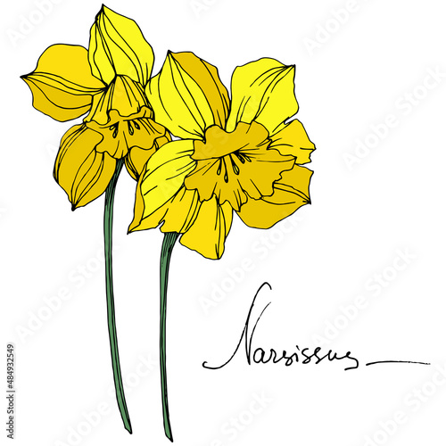 Vector Yellow Narcissus floral botanical flower. Engraved ink art. Isolated narcissus illustration element.