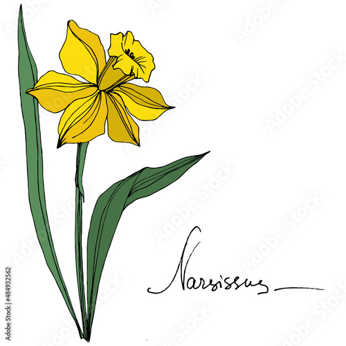 Vector Yellow Narcissus floral botanical flower. Engraved ink art. Isolated narcissus illustration element.