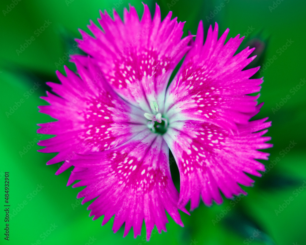 Obraz premium Macro image of colorful flowers forming abstract backgrounds and designs showing patterns and lines in nature Lake Atitlan, Guatemala.