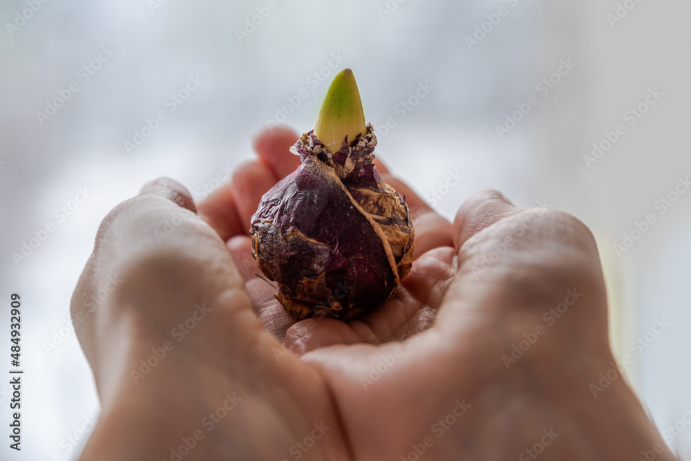 Hands holding young hyacinth sprout. Growing a flower bulb Hyacinthus orientalis in spring. Process of vegetating indoor and flower-bed plants