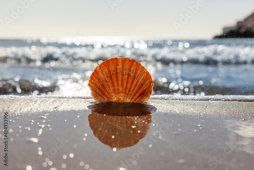 Jakobsmuschel am Strand mit Meer im Hintergund