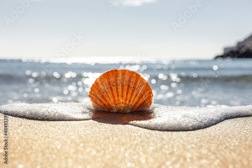Jakobsmuschel am Strand mit Meer im Hintergund