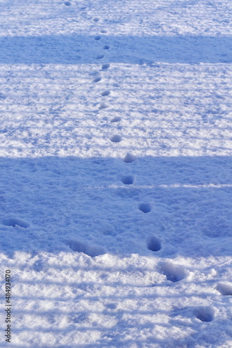 cat footprints in the snow with shadows from the fence in the early winter morning © NADEZHDA RYBAK