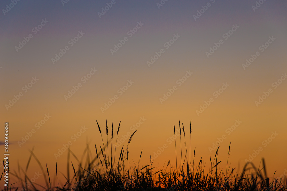 tall thin plants in the setting red and blue sun, a natural background for the designer
