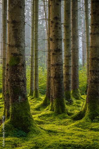 Fototapeta Naklejka Na Ścianę i Meble -  green forest in the morning