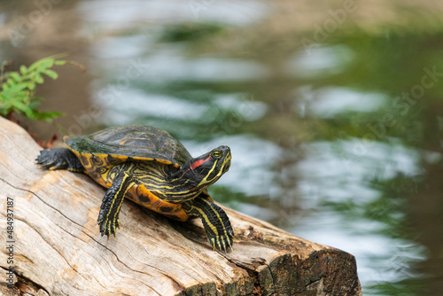 The Florida Red-bellied Turtle