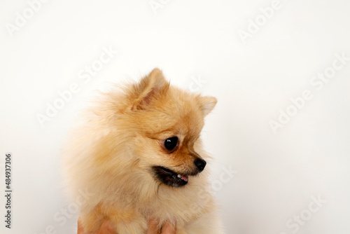 Young little Pomeranian dog is posing in studio on isolated background. Pets and animals. © Bojan