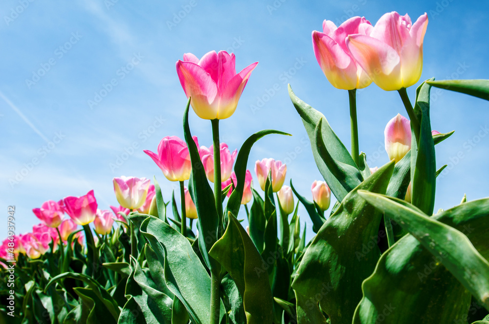 Beautiful colored landscape with tulips on a background of the sky in the Netherlands.