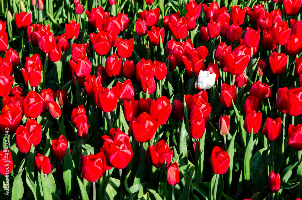 Abstract background with red tulips and one white in the field.