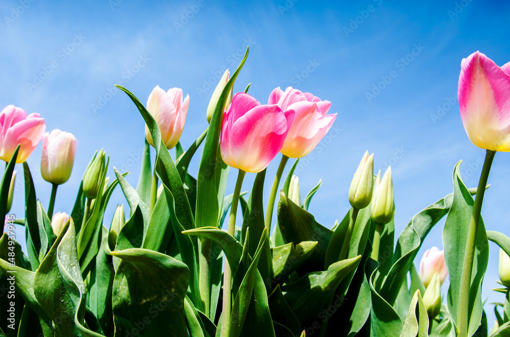 Beautiful colored optimistic landscape with tulips on a background of the sky in the Netherlands.