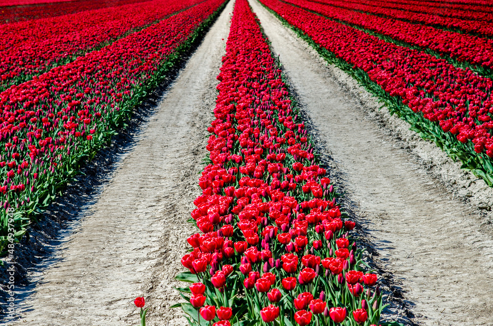 Beautiful landscape with rows of red tulips in the middle of a field in the Netherlands.
