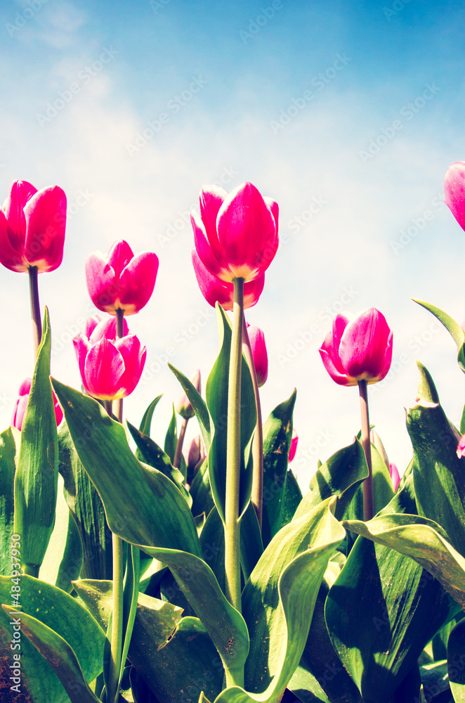 Beautiful landscape of red tulips on a background of sky in the middle of a field in the Netherlands with a place for an inscription.