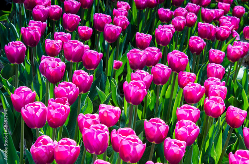 Abstract background with purple tulips in the field.