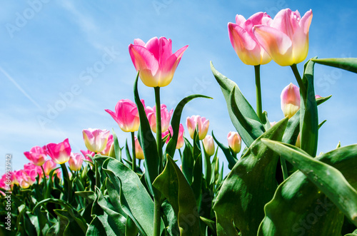 Obraz na płótnie Beautiful colored landscape with tulips on a background of the sky in the Netherlands. w salonie