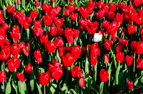 Obraz na płótnie Abstract background with red tulips and one white in the field. w salonie