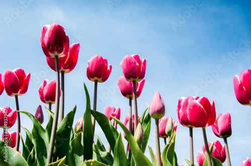 Beautiful colored optimistic landscape with tulips on a background of the sky in the Netherlands.