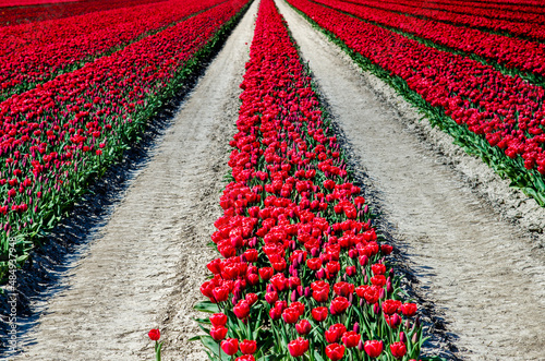 Obraz na płótnie Beautiful landscape with rows of red tulips in the middle of a field in the Netherlands. w salonie