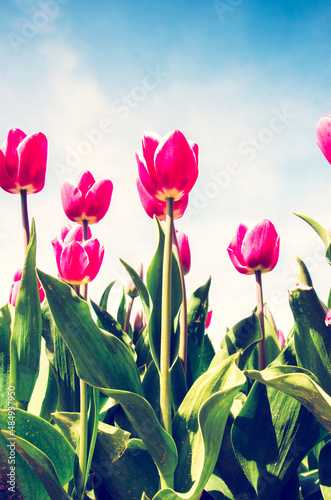 Obraz na płótnie Beautiful landscape of red tulips on a background of sky in the middle of a field in the Netherlands with a place for an inscription. w salonie