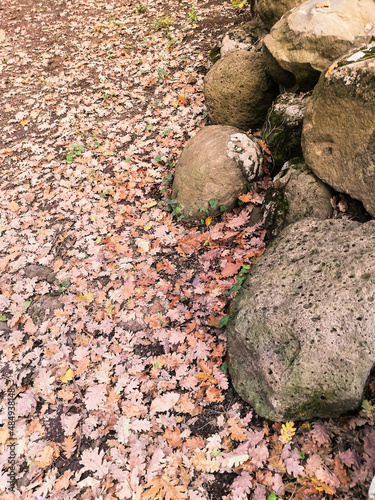 autumn leaves on the rocks