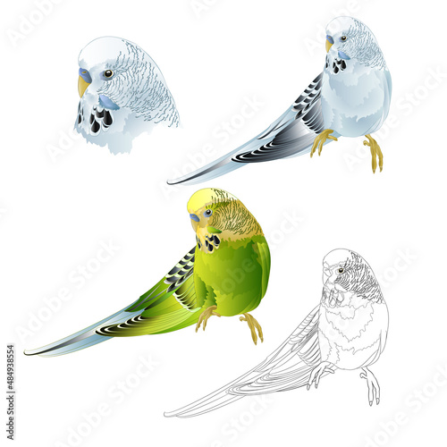 Budgerigar blue and green pet parakeet  or budgie or shell parakeet home pet natural and outline on a white background watercolor vintage vector illustration editable hand draw