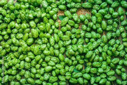 Green ripe hop cones and wheat grains for brewery and bakery background pattern.