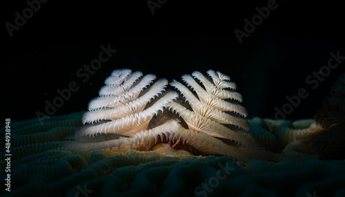 Christmas tree worm (Spirobranchus giganteus) on the reef off the Dutch Antilles island of Sint Maarten photo