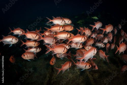 Blackbar soldierfish (Myripristis jacobuson) school on the reef off the Dutch Antilles island of Sint Maarten photo